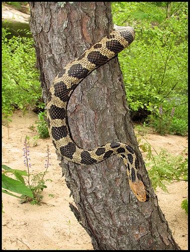 Pantherophis vulpinus